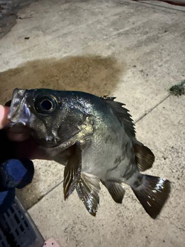 アオメバルの釣果