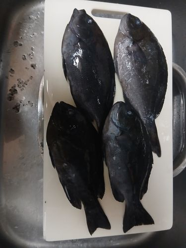 グレの釣果