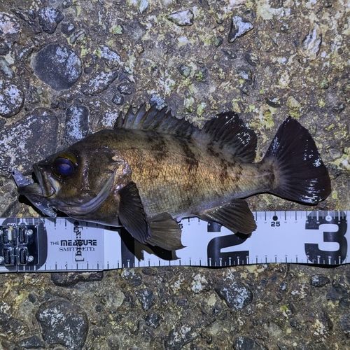 メバルの釣果