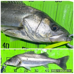 シーバスの釣果