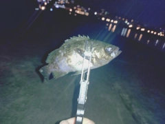シロメバルの釣果