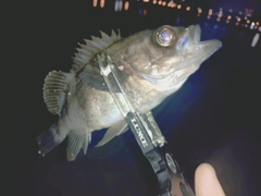 シロメバルの釣果