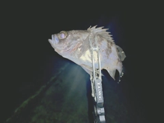 シロメバルの釣果