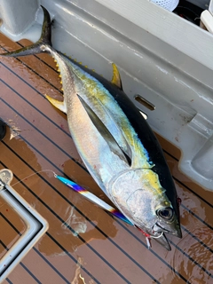 キハダマグロの釣果