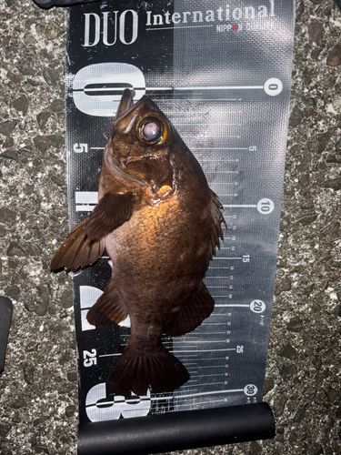 メバルの釣果