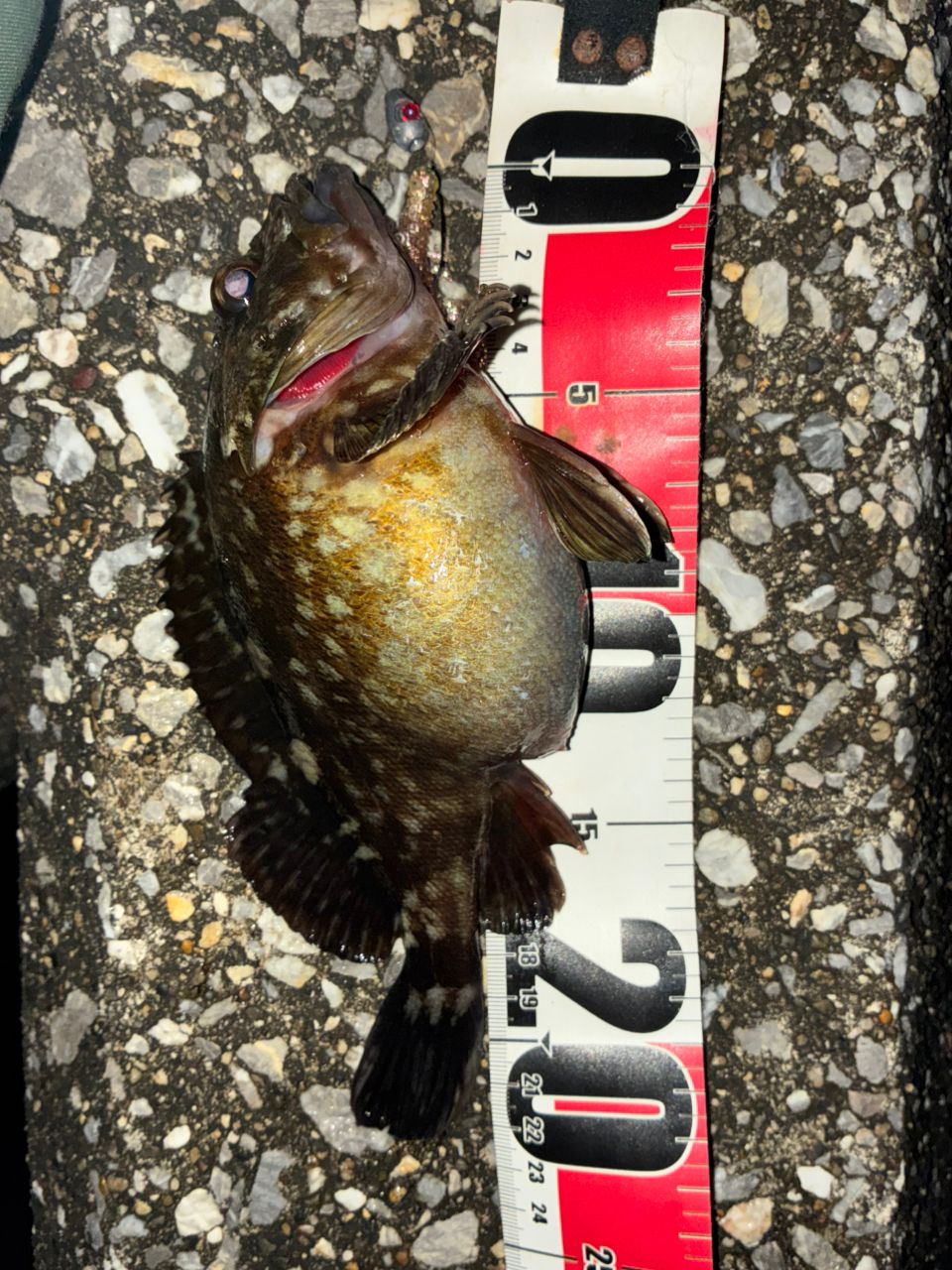 AbuGarcia ソルティーステージ プロトタイプ ベイトフィネス XLRC