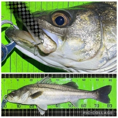 シーバスの釣果