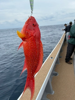 バラハタの釣果