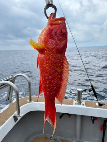 バラハタの釣果