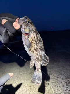 クロソイの釣果