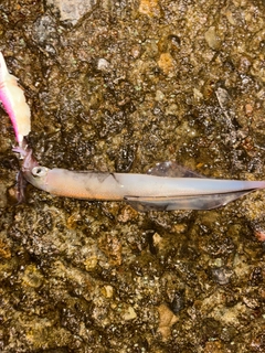 ヤリイカの釣果