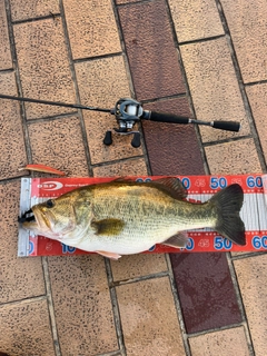 ラージマウスバスの釣果