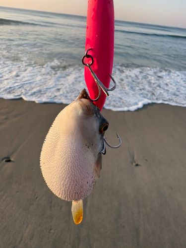 フグの釣果