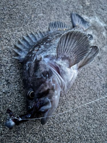クロソイの釣果