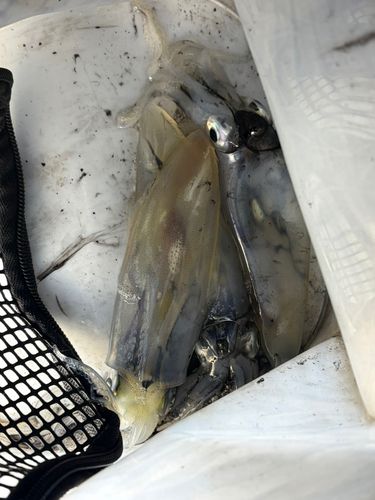 マメイカの釣果