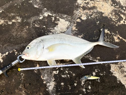 オニヒラアジの釣果