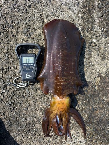 アオリイカの釣果