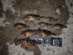 カサゴの釣果