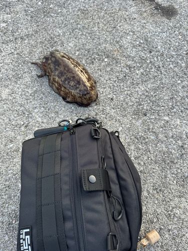 コウイカの釣果