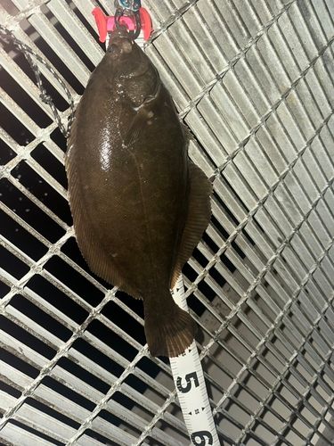 マコガレイの釣果