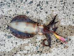 アオリイカの釣果