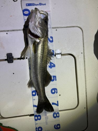 シーバスの釣果