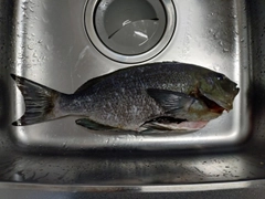 メジナの釣果