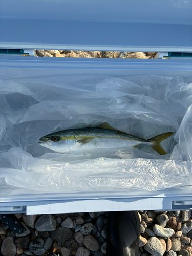 フクラギの釣果