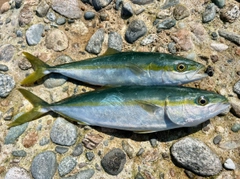ツバイソの釣果
