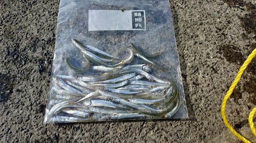 チアユの釣果