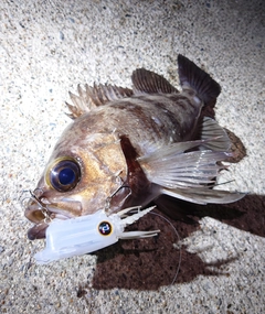 メバルの釣果