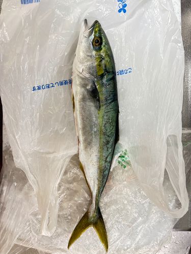 ツバスの釣果
