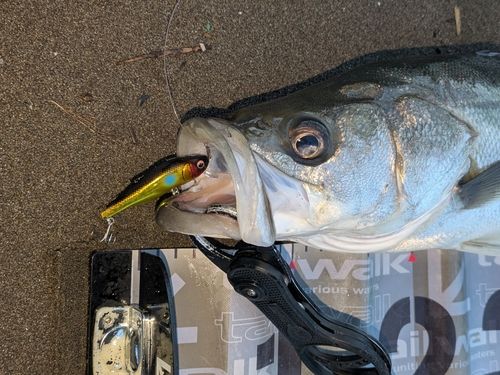 フッコ（マルスズキ）の釣果