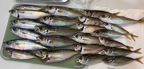 マアジの釣果