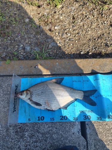 ダントウボウの釣果
