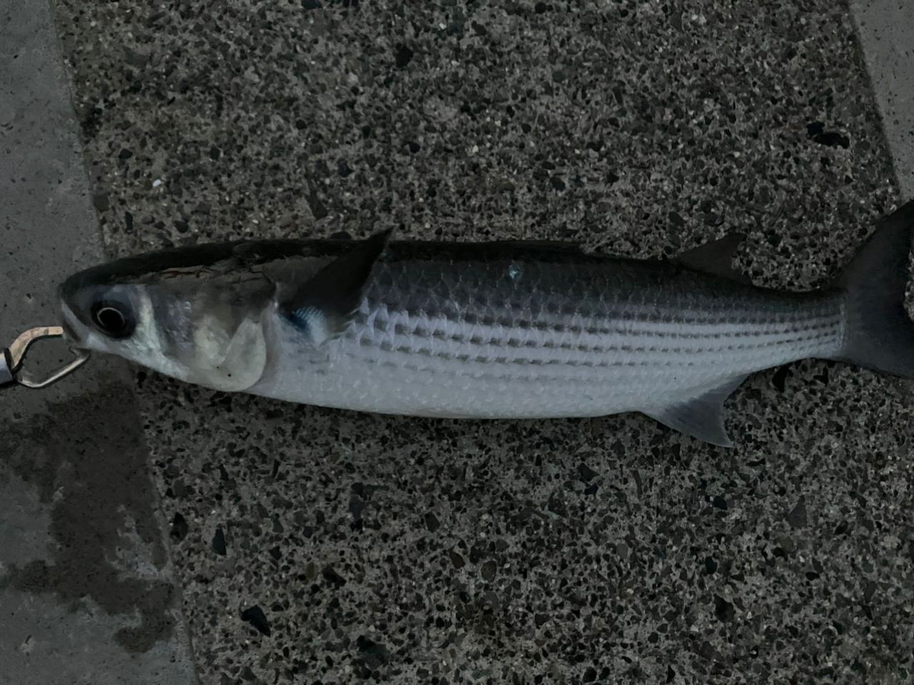 SHIMANO 18エクスセンスジェノス S92ML/F-3の最安値・インプレ・釣果 SHIMANO 18エクスセンスジェノス S92ML/F-3の最安値・インプレ・釣果