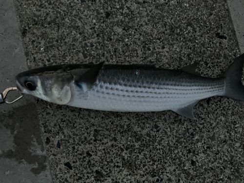 ボラの釣果