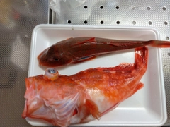 ホウボウの釣果