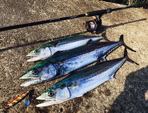 サゴシの釣果