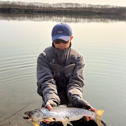 アメマスの釣果
