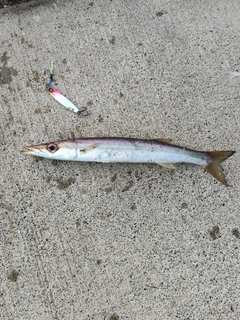 カマスの釣果