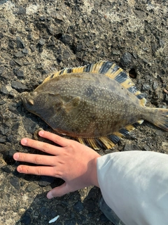 カレイの釣果
