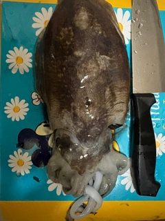 コウイカの釣果