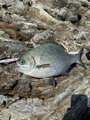 イスズミの釣果