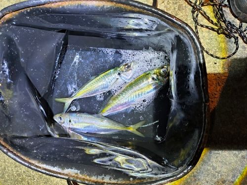 マアジの釣果