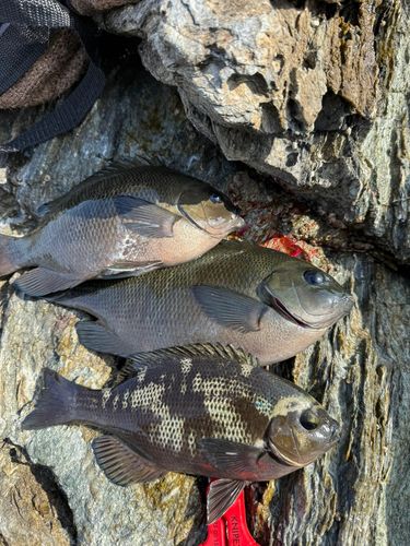メジナの釣果