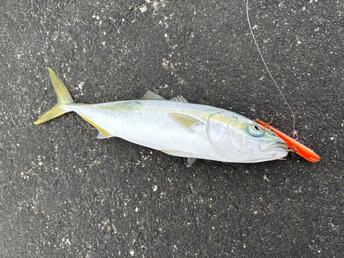 ツバスの釣果