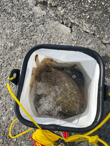 コウイカの釣果