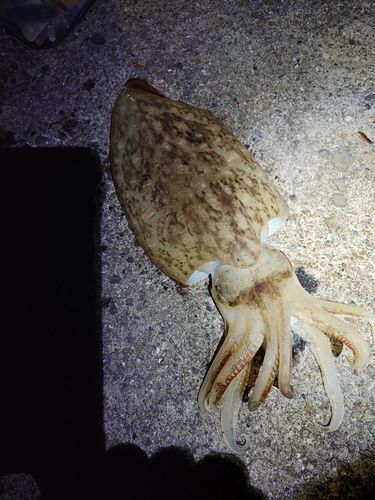 コウイカの釣果