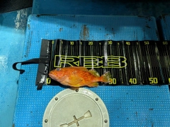 アヤメカサゴの釣果